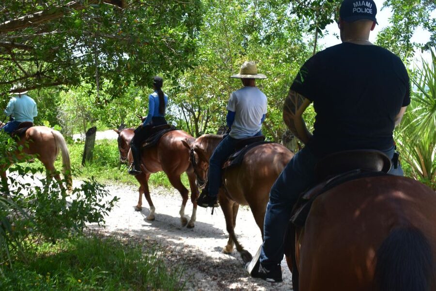 Miami: Beach Horse Ride & Nature Trail - Price and Value: What $180 Buys in a One-Hour Experience