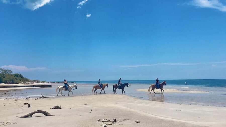 Miami: Beach Horse Ride & Nature Trail - Horse Matching: First-Timers Feel Secure, Confident Riders Still Enjoy the Pace