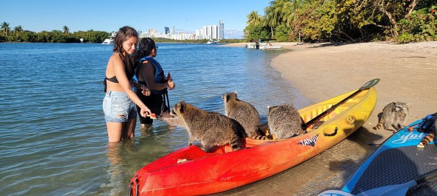 Miami: Beginner-Friendly Island Snorkeling by SUP or Kayak - Snorkeling Gear and Water Visibility, What Can Affect Your Time Underwater