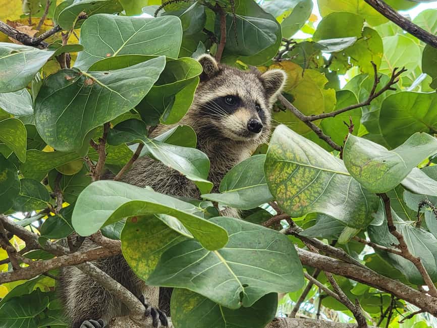 Miami: Biscayne Bay Ultimate Boat Tour with Kayak Experience - Venetian Marina to Cataria: start smart and you’ll enjoy the whole day