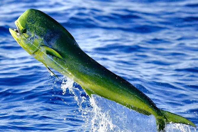 Miami Deep Sea Fishing Charters - Where you fish: sharks, tuna, and swordfish targets