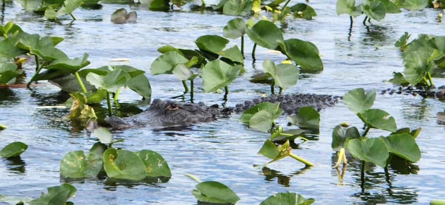 Miami: Everglades Airboat, Gator Encounter & Bus Transfer - The alligator wildlife show: optional, humane, and explainable