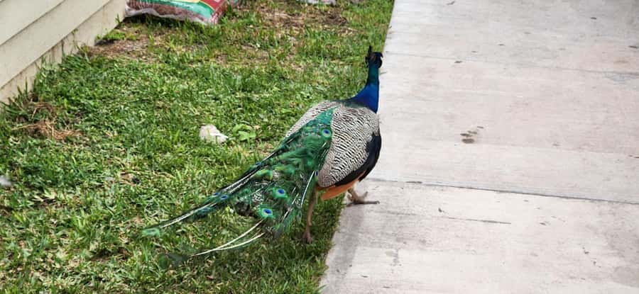 Miami: Everglades Airboat, Gator Encounter & Bus Transfer - The schedule in real life: 5 to 6 hours that move