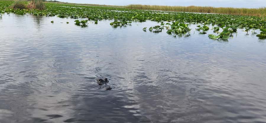 Miami: Everglades Airboat, Gator Encounter & Bus Transfer - What to bring and the rules that keep the day smooth