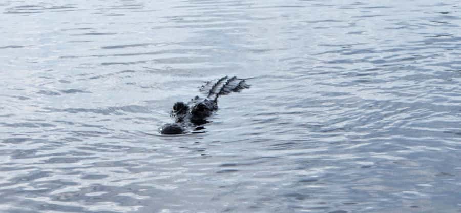 Miami: Everglades Airboat, Gator Encounter & Bus Transfer - Who should book this Everglades airboat and gator tour