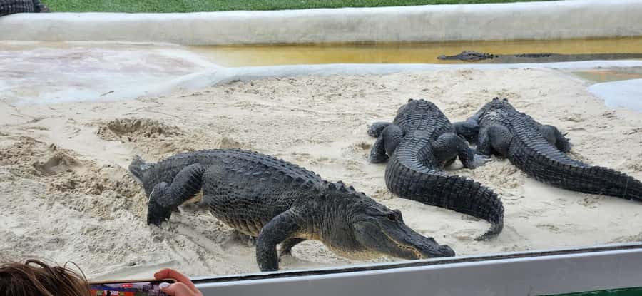 Miami: Everglades Airboat, Gator Encounter & Bus Transfer - The airboat ride: why 45 minutes feels like a lot
