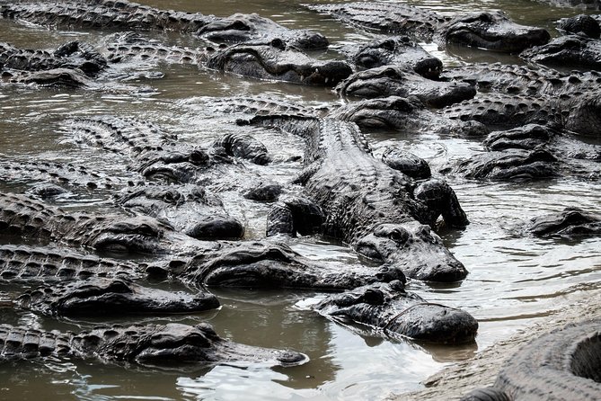 Miami: Everglades Airboat incl. Group Photo - Wildlife spotting: exciting when it happens, never promised