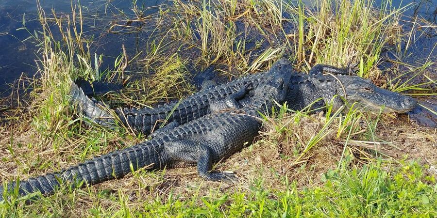Miami: Everglades Airboat Ride and Tram Tour - Should you book this Everglades tram and airboat day from Miami?