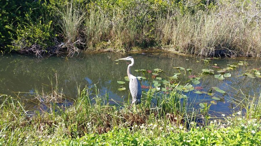 Miami: Everglades Airboat Ride and Tram Tour - Price and what you really get for $169