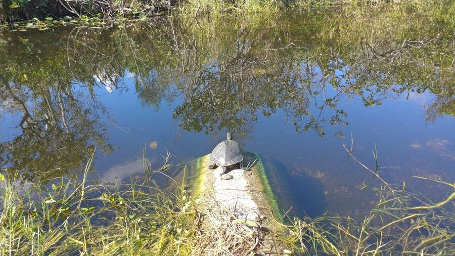 Miami: Everglades Airboat Ride and Tram Tour - The one thing to watch: day-of reliability and plan changes