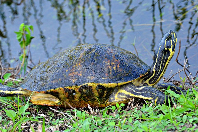 MIAMI: Everglades Airboat, Wildlife Gator Show and Pick-up - Seeing gators and more wildlife: managing expectations the smart way
