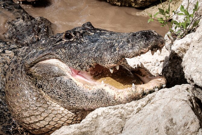 MIAMI: Everglades Airboat, Wildlife Gator Show and Pick-up - Small group size: why it can feel calmer than bigger tours