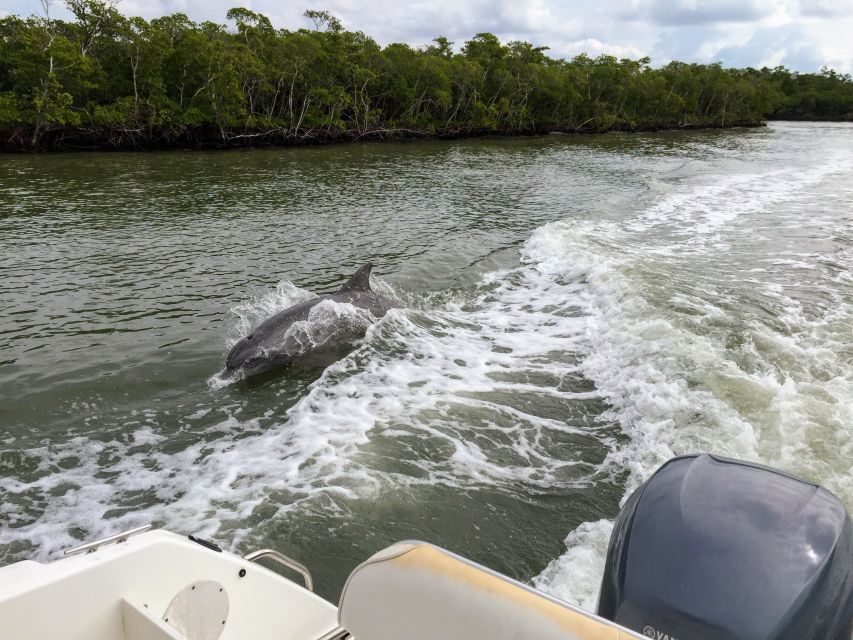 Miami: Everglades Full-Day Tour with 2 Boat Trips and Lunch - Key reasons this Everglades day works so well