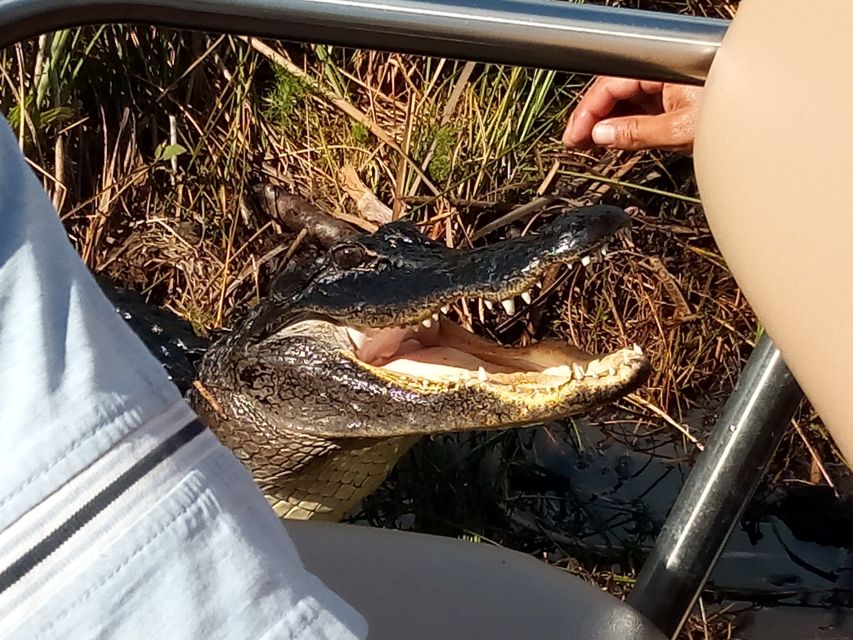 Miami: Everglades Full-Day Tour with 2 Boat Trips and Lunch - From Miami pickup to park time: how the day starts