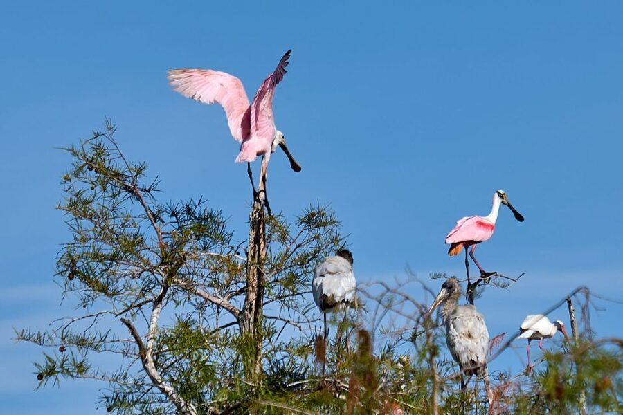 Miami: Everglades Full-Day Tour with 2 Boat Trips and Lunch - 10,000 Islands mangrove cruise: dolphins, manatees, and more chances
