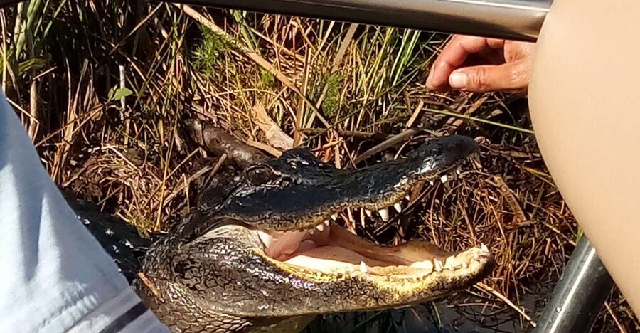 Miami: Everglades Full-Day Tour with 2 Boat Trips and Lunch - Value check: is $295 a fair price for a 9-hour Everglades day?