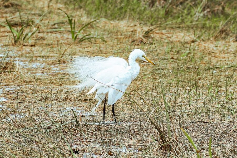 Miami: Everglades National Park Airboat Tour & Wildlife Show - Should you book this Everglades airboat and gator show?