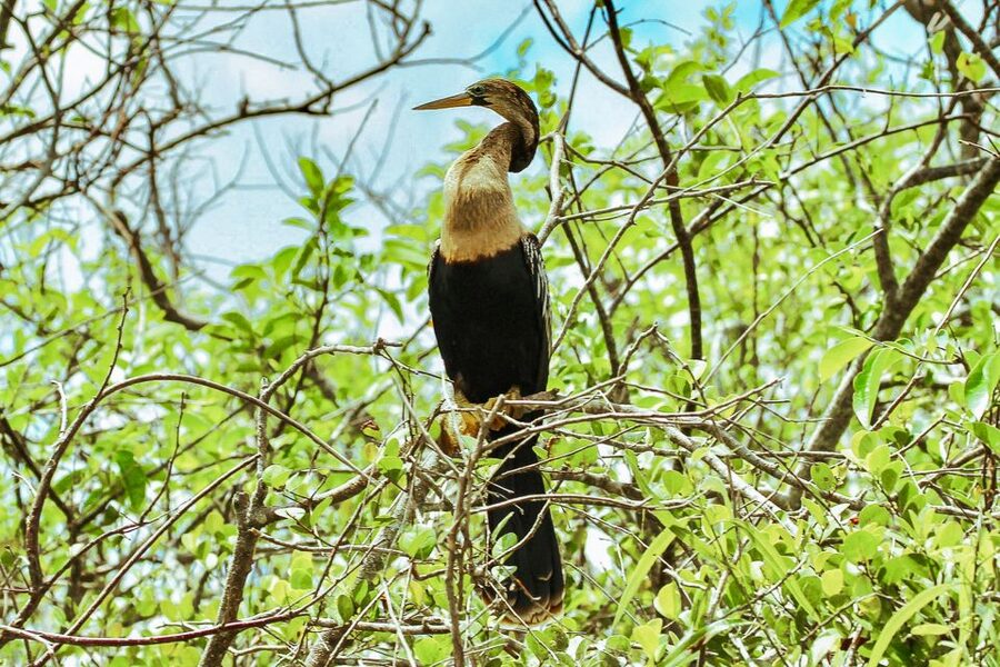 Miami: Everglades National Park Airboat Tour & Wildlife Show - Wildlife viewing and the alligator show at the end