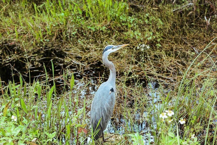 Miami: Everglades National Park Airboat Tour & Wildlife Show - What to do after: food, gator photos, and the gift shop zone