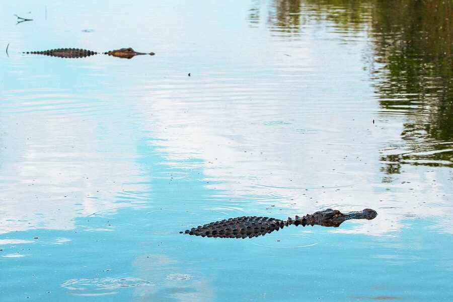 Miami: Everglades National Park Airboat Tour & Wildlife Show - My take on the wildlife odds and what to expect in real life