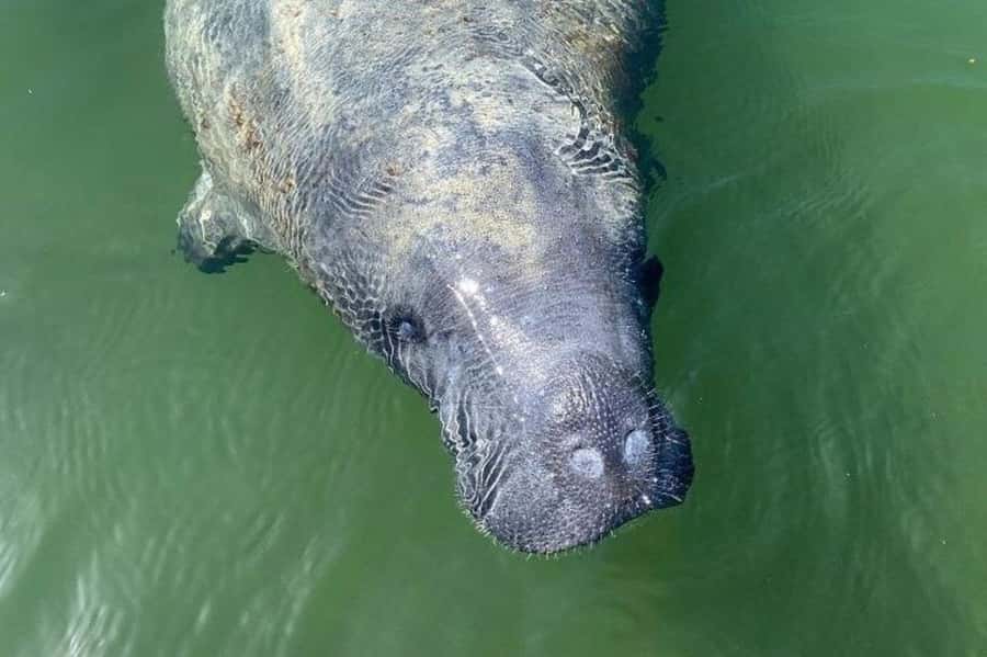 Miami: Everglades National Park Hiking and Kayaking Day Trip - Kayak Time: Wildlife Chances Up Close, From Your Own Paddle