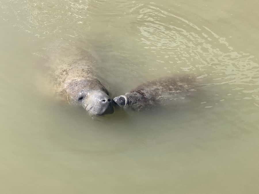 Miami: Everglades National Park Hiking and Kayaking Day Trip - Price and Value: Is $285 a Good Deal for 9 Hours?