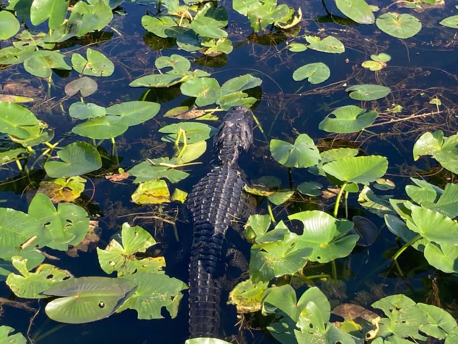 Miami: Everglades National Park Hiking and Kayaking Day Trip - Logistics That Affect Your Comfort
