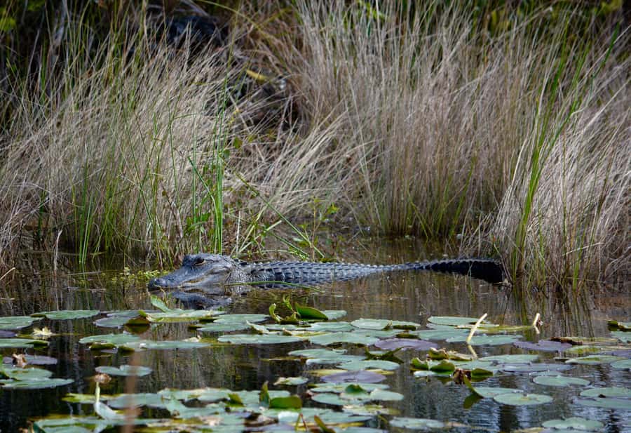 Miami: Everglades River of Grass Small Airboat Wildlife Tour - Key Points That Make This Everglades Tour Worth Your Time