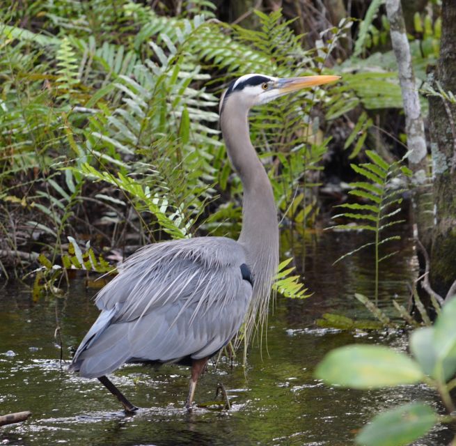 Miami: Everglades River of Grass Small Airboat Wildlife Tour - Who This Everglades River of Grass Tour Fits Best