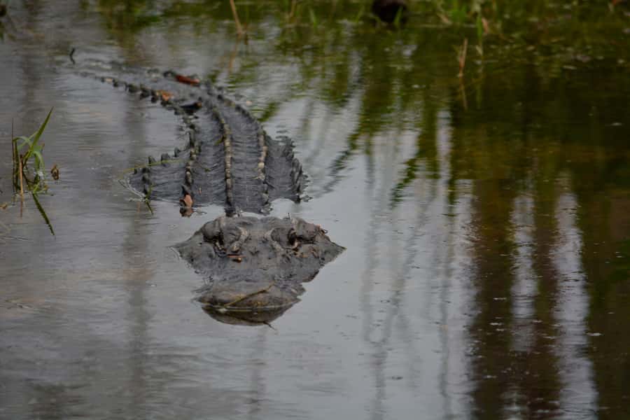 Miami: Everglades River of Grass Small Airboat Wildlife Tour - What Happens During the 2 Hours: A Real Wildlife Cruise
