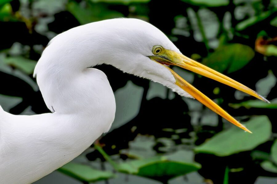 Miami: Everglades Safari Park Airboat Tour - River of Grass Airboat Tour, But With Real Park Time