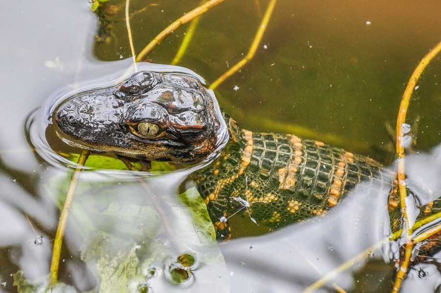 Miami: Everglades Safari Park Airboat Tour - The 40-Minute Airboat Ride: What You’ll See and How to Get Better Views