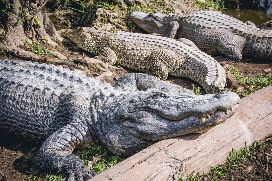 Miami: Everglades Safari Park Airboat Tour - After the Boat: Wildlife Nature Show and Exhibits You Actually Have Time For