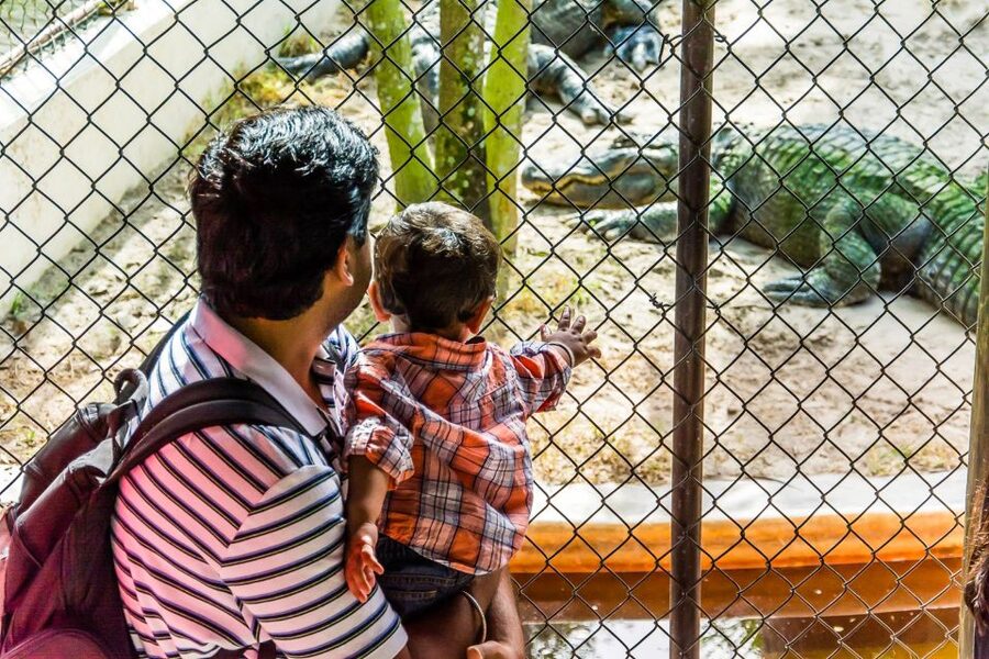 Miami: Everglades Safari Park Airboat Tour - Best Time to Go: Heat, Mosquitoes, and When Animals Show Up