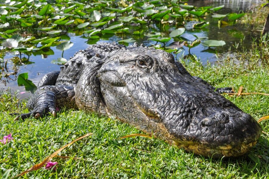 Miami: Everglades Safari Park Airboat Tour - Price and the $8 National Park Fee That Changes the Math
