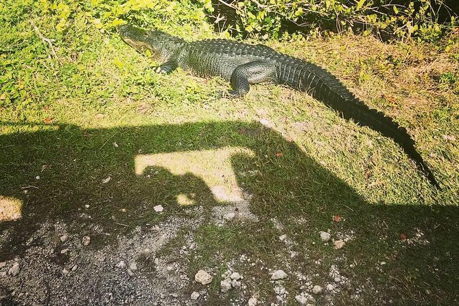 Miami & Florida Everglades Adventure Package - Where Lunch Fits (And How to Not Lose Momentum)