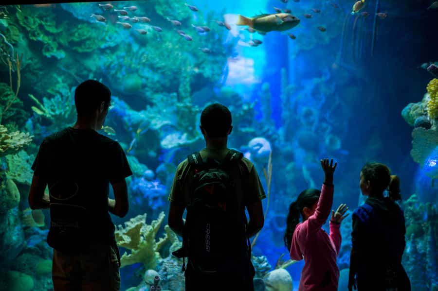 Miami: Frost Museum of Science and Planetarium Entry Ticket - Should you book this Miami ticket?
