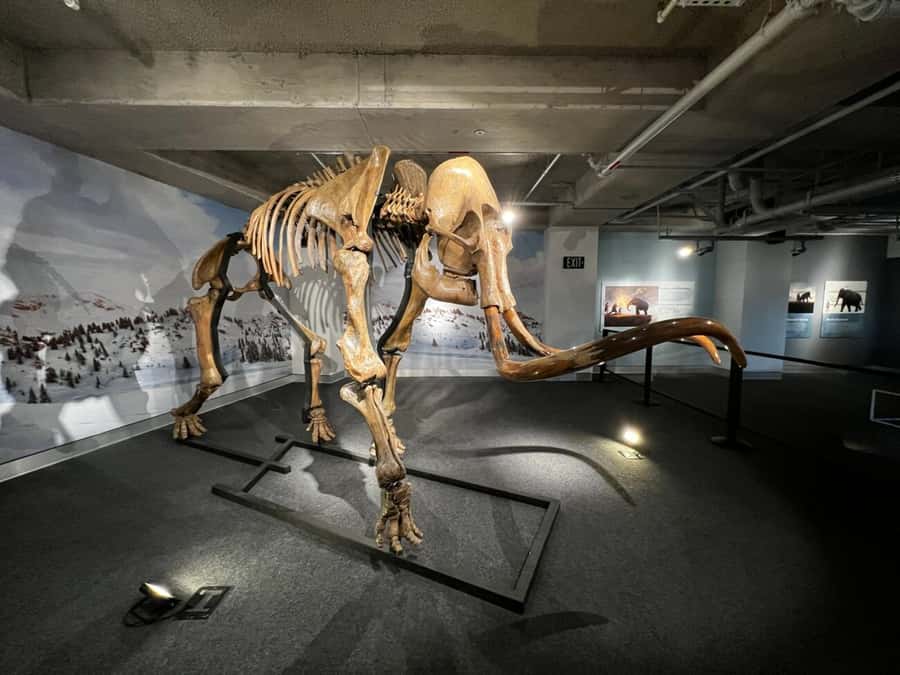Miami: Frost Museum of Science and Planetarium Entry Ticket - Small perks that make the visit easier