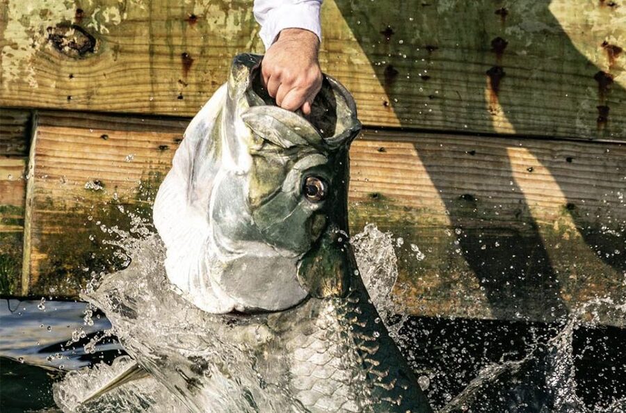 Miami: Giant Fish Feeding Experience - Key things that make this tarpon feeding experience memorable