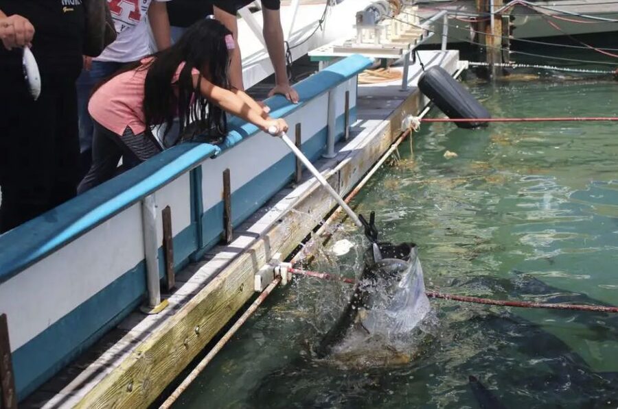 Miami: Giant Fish Feeding Experience - Optional 30-minute guided encounter and learning why they call it the Silver King
