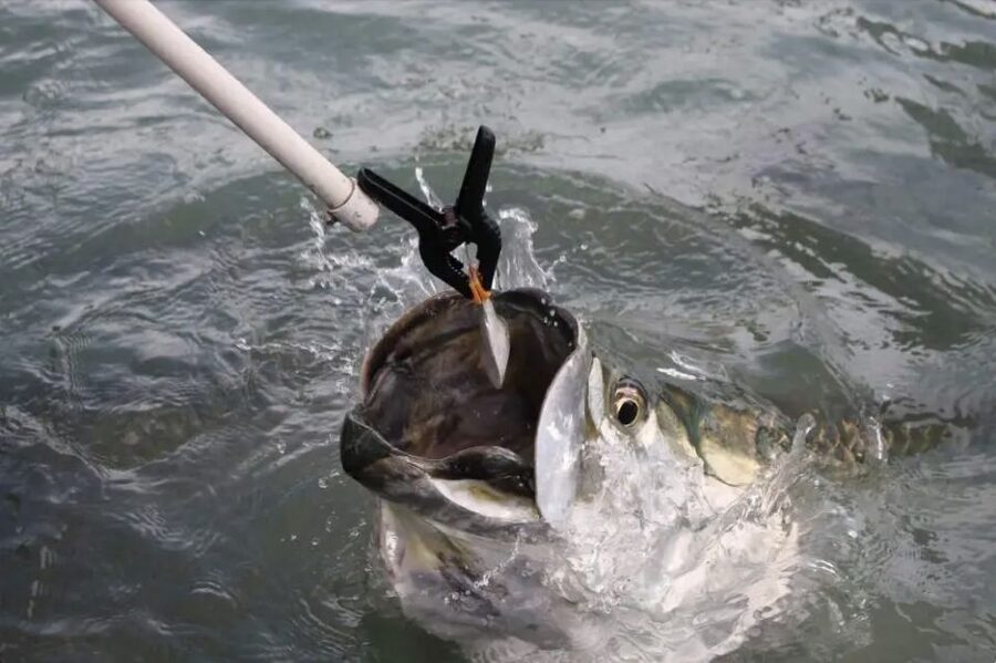 Miami: Giant Fish Feeding Experience - Price and value: is $20 per person a fair deal?