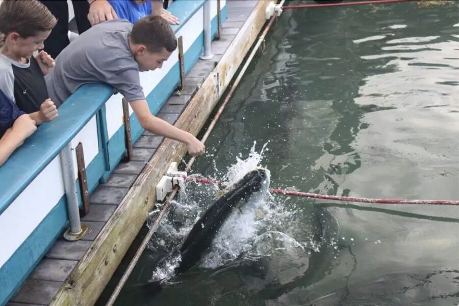 Miami: Giant Fish Feeding Experience - Getting there and keeping it simple without hotel pickup
