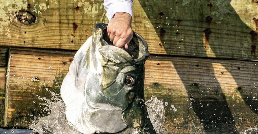 Miami: Giant Fish Feeding Experience - Hand-feeding Tarpon in Bayside Bay: what you’re really doing
