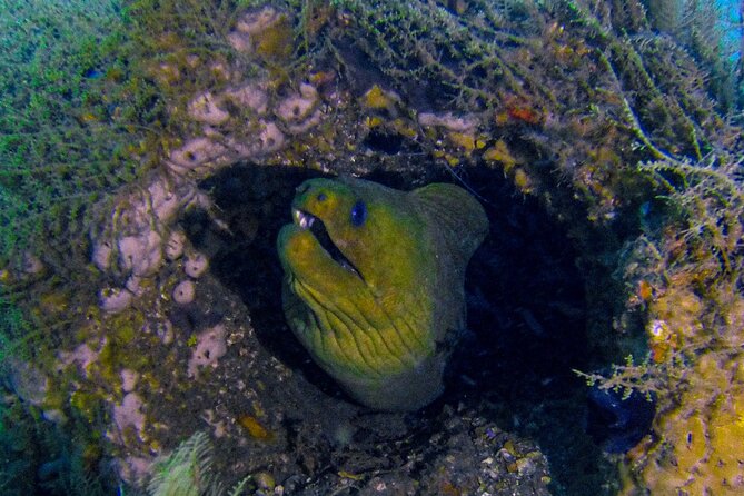Miami Guided 2-Tank Scuba Diving: South Florida’s Reefs & Wrecks - The guide experience: safe, calm, and built for small-group control