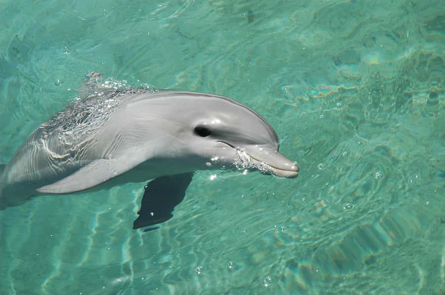 Miami: Key West Dolphin Watch or Snorkel Boat with pickup - Choosing Your Water Activity: Dolphin Watch, Snorkel Tour, or Glass Bottom