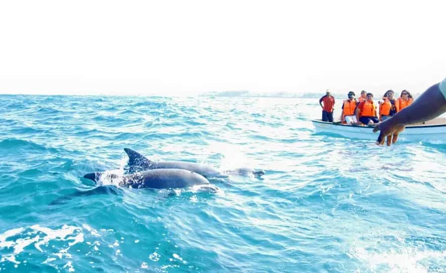 Miami: Key West Dolphin Watch or Snorkel Boat with pickup - Drinks, the $10 Alcohol Surcharge, and How to Think About Food