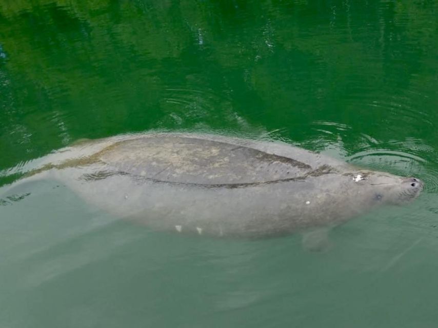 Miami: Manatee Season Paddleboard or Kayak Tour - Key highlights worth your attention