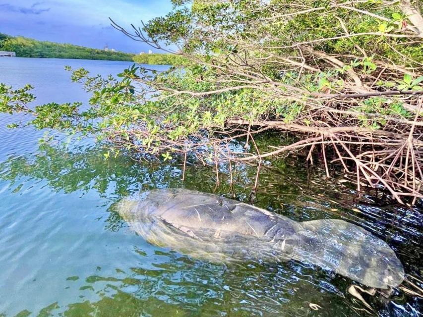 Miami: Manatee Season Paddleboard or Kayak Tour - Wildlife spotting beyond manatees: dolphins, rays, and herons