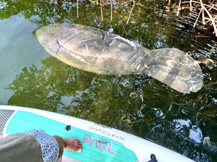 Miami: Manatee Season Paddleboard or Kayak Tour - Bring this and you’ll have a smoother trip