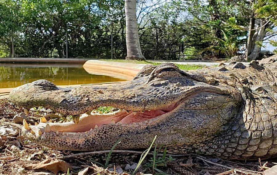 Miami: Original Everglades Airboat Tour & Interpretive area - Key things that make this tour worth your time